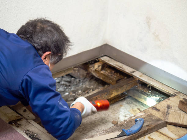 Attic Mold Removal