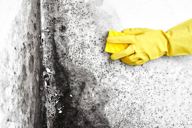 Best Mold Removal and Inspection  in Arbutus, MD