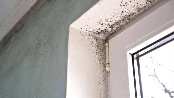Attic Mold Removal in Arbutus, MD