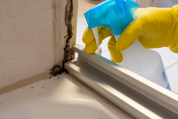 Best Attic Mold Removal  in Arbutus, MD