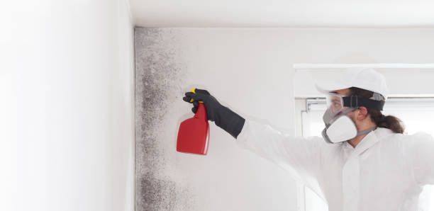 Professional Mold Removal in Arbutus, MD