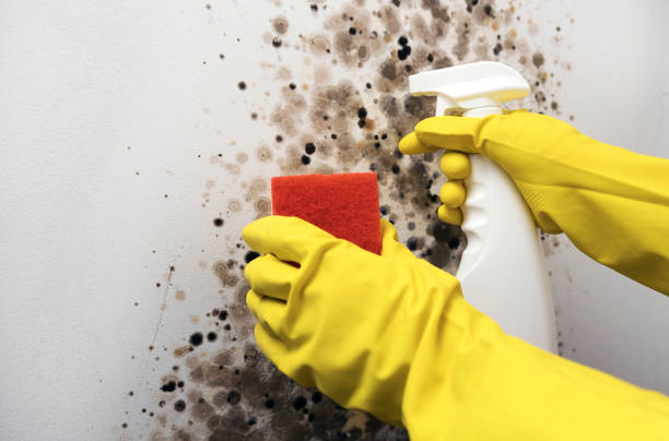 Best Mold Remediation  in Arbutus, MD