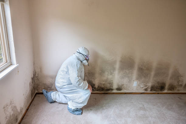 Best Certified Mold Removal  in Arbutus, MD