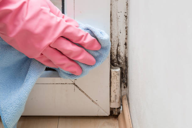 Certified Mold Removal in Arbutus, MD